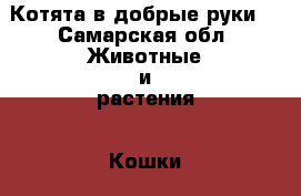 Котята в добрые руки  - Самарская обл. Животные и растения » Кошки   